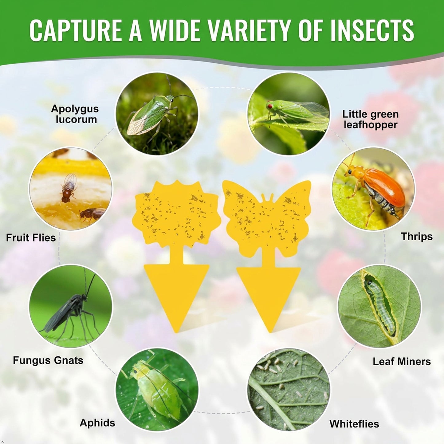 Prime Pick Sticky Traps Set of 12 – Strong Adhesive Insect & Pest Catcher for Home, Kitchen & Garden